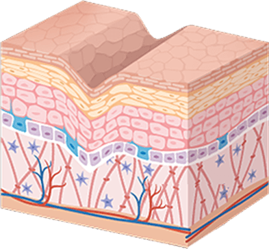 Fights Wrinkles and Lines